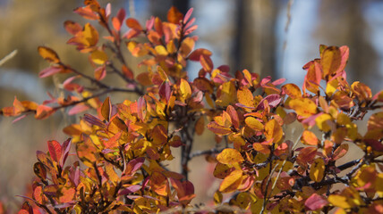 autumn leaves in the park