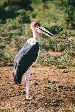 Marabou stork (Leptoptilos crumeniferus) african bird standing up