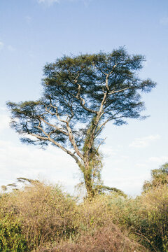 Acacia tree in african savanna