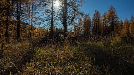 forest in autumn
