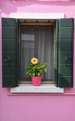Burano island near Venice in Italy, pink house facade with green wooden open shutters, yellow flower in a pot on the window sill