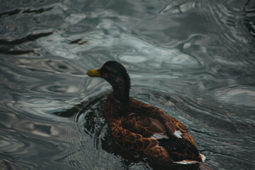 duck in water