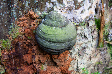 a parasitic fungus on the trunk of a dead tree