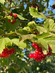 Fototapeta premium red currant bush