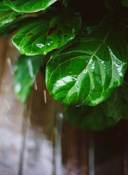 Fiddle Leaf Fig plant in the rain on a deck