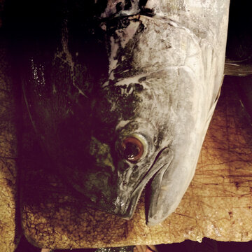 Fish market
