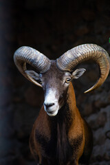 mountain goat on the rocks