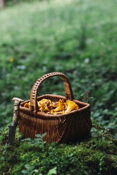 freshly hand picked chanterelle in a straw basket in the forest