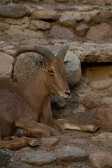 mountain goat on the rocks