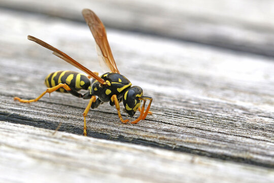 Tree wasp, or paper wasp very close up stripping wood from garden furniture to build a nest Latin name dolichovespula sylvestris or polistes gallicus