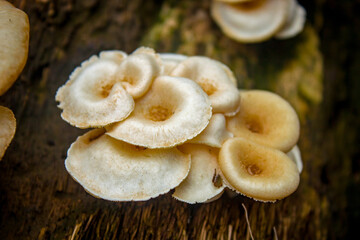 Beautiful closeup of fresh mushrooms. Mushroom on the wood