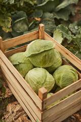 Box with ripe cabbages on farm