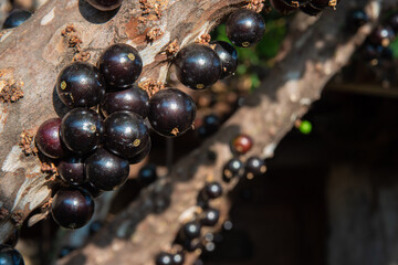 Jabuticabeira in early spring loaded with fruits. natural light, selective focus.