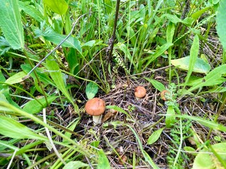 hand holding a snail on the grass