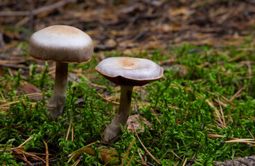Toadstool, close up of a poisonous mushroom in the forest on green moss ground