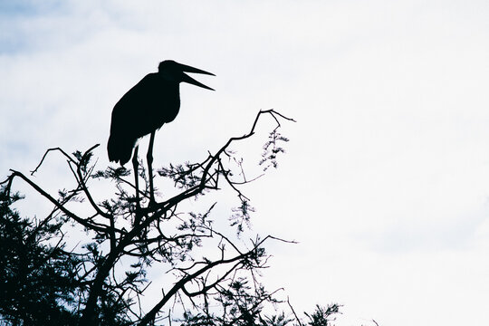 Marabou stork silhouette on top of a tree in african savannah.(Leptoptilos crumeniferus) african bird