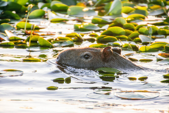Capybara swimming in a lake with lilies at sunset