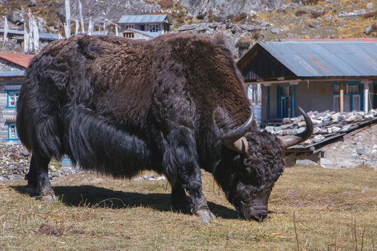A yak grazing in the himalaya.