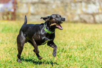 black smooth-haired dog runs with a stick in his teeth on the green grass