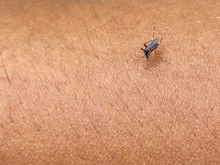 Close-up photo of a mosquito sucking blood