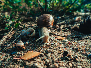 Snail on the morning dew