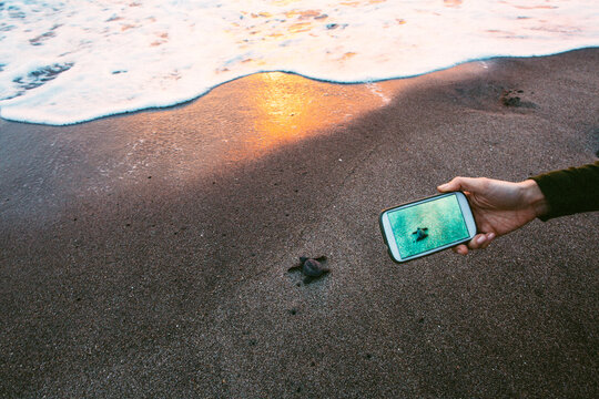 Documenting the release of a baby sea turtle