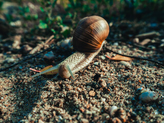 Snail on the morning dew