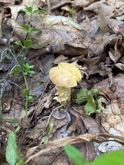 mushroom in the forest