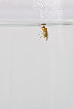 Fruitflies floating in a liquid trap