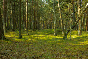 Przestrzeń w lesie