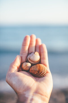 Hands holding sea shells