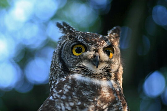 Eurasian Eagle Owl