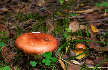 Russulaceae - mushroom in the autumn forest among green leaves. Edible