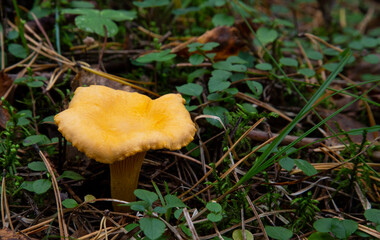 Cantharellus cibarius chanterelle In the forest among the moss. An edible mushroom.