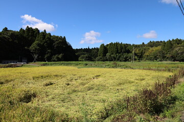 Fototapeta premium 田舎の風景