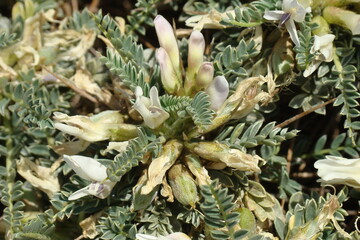 Milk-vetch (Astragalus tragacantha subsp. vicentinus)