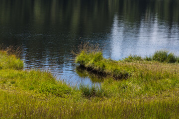 Obraz premium green grass on the shore from a mountain lake