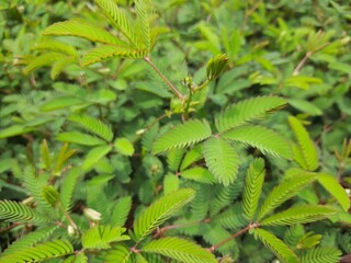 sensitive plant leaf in the wild, mimosa pudica plant in India, Green leaf plant. 