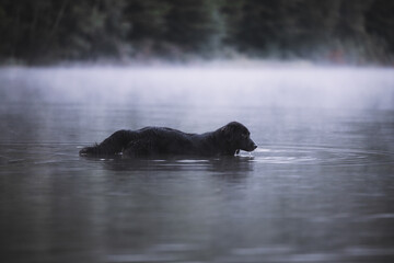 Fototapeta premium Dog swimming in the foggy lake. Wilderness misty forest.
