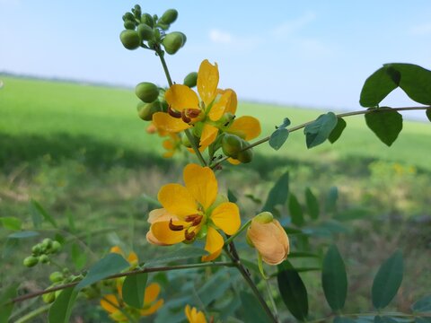 Senna occidentalis flowers in the India,  yellow color senna flowers in the India, senna flowers in the wild.
