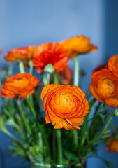Beautiful orange red ranunculus flower in bloom in glass vase defocused bokeh background