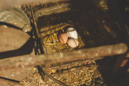three chicken eggs in a nest