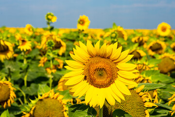 Fototapeta premium sunflower
