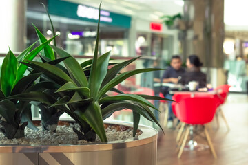 Interior decoration in the mall, hall of the shopping center is decorated with ornamental plants in big flowerpot