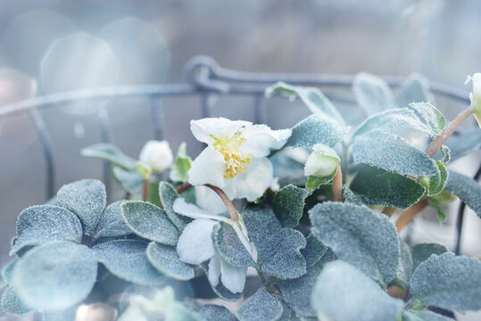 Christmas roses in frosty winter
Christmas roses in basket on a frosty winter day  with tender bokeh for festive greetings. Background with short depth of field for a christmas concept. Close-up.
