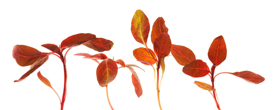 Fresh Amaranth micro greens