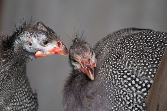 Close Up Portrait of Guinea Fowl