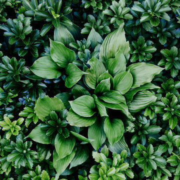 Pachysandra overtakes a hosta in the garden.