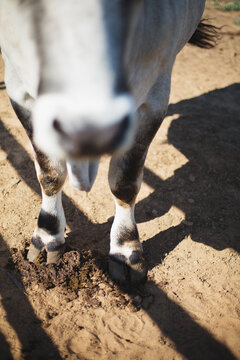 High angle view of macho bull standing with his hoofs in mud in sunny corral