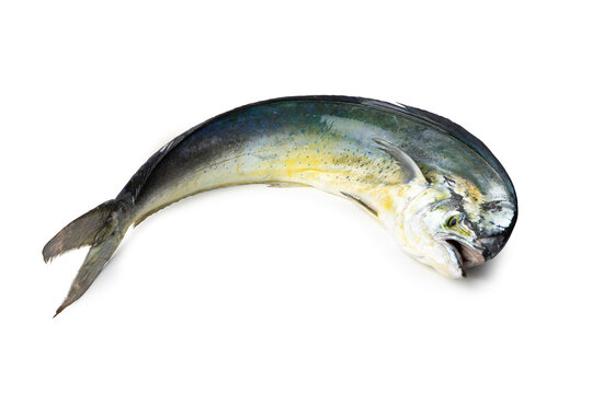 Mahi-mahi - Mediterranean fish Lampuga o Capone "Coryphaenna hippurus"